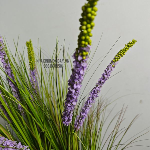 Chậu hoa Phi Yến dại trang trí