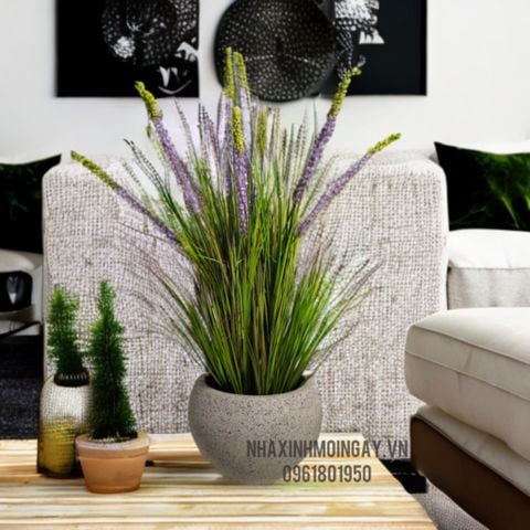 Chậu hoa Phi Yến dại trang trí