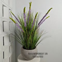 Chậu hoa Phi Yến dại trang trí