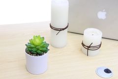 Chậu hoa sen đá để bàn trang trí