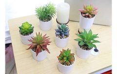 Chậu hoa sen đá để bàn trang trí