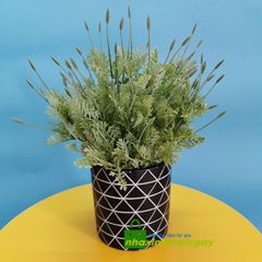 Chậu lá cúc tây giả trang trí