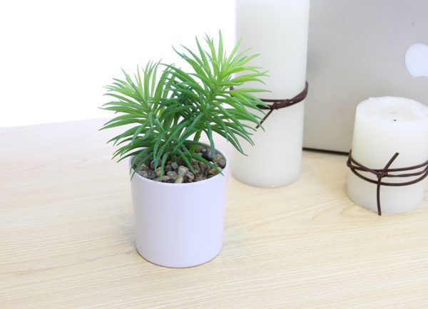 Chậu hoa sen đá để bàn trang trí