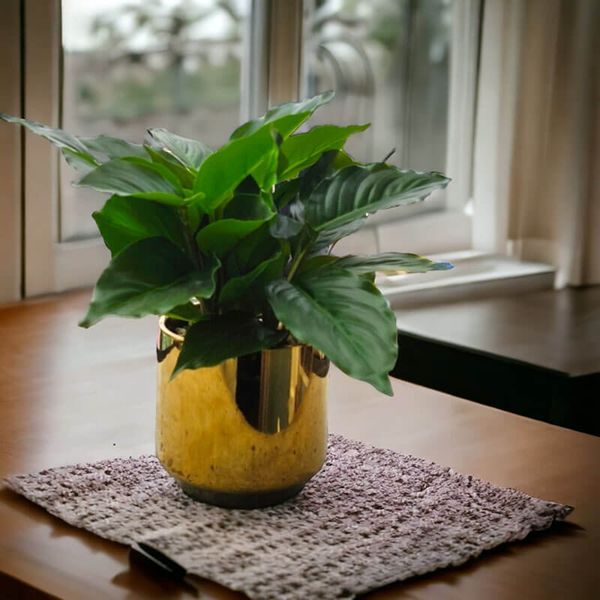 Chậu cây phú quý xanh