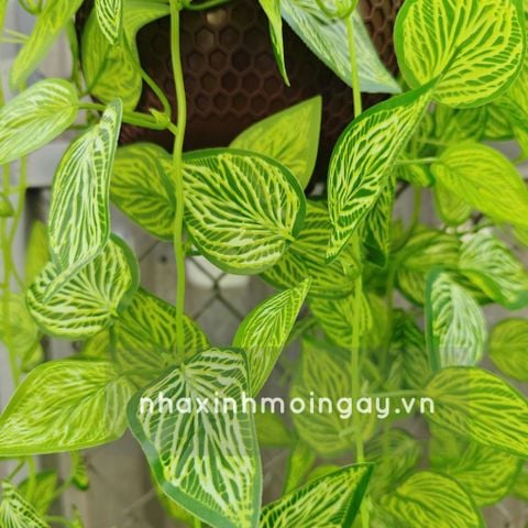 Chậu lá rũ trầu bà đế vương