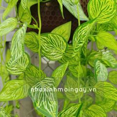 Chậu lá rũ trầu bà đế vương