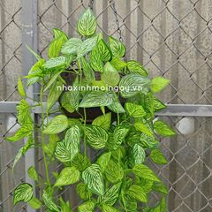 Chậu lá rũ trầu bà đế vương