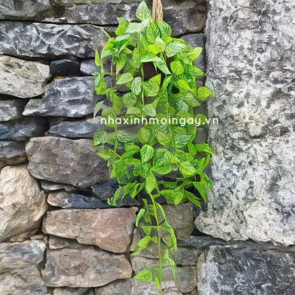 Chậu lá rũ trầu bà đế vương