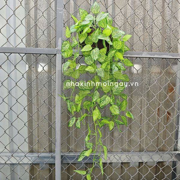 Chậu lá rũ trầu bà đế vương