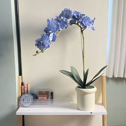 chậu lan hồ điệp giả trang trí