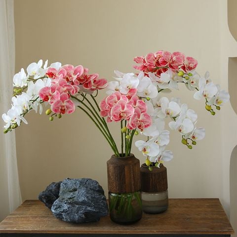 lan hồ điệp giả