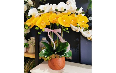 chau-lan-ho-diep-de-quay-le-tan-phat-tai