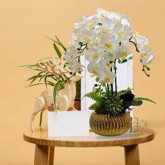 Chậu lan hồ điệp trái bí sang trọng