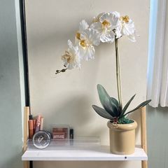 Chậu lan hồ điệp cánh nhúng một cành trang trí