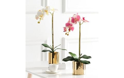 chau-lan-ho-diep-mot-canh