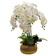 Chậu lan hồ điệp trái bí sang trọng