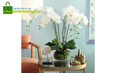 Chậu lan hồ điệp thủy tinh trang trí phòng khách
