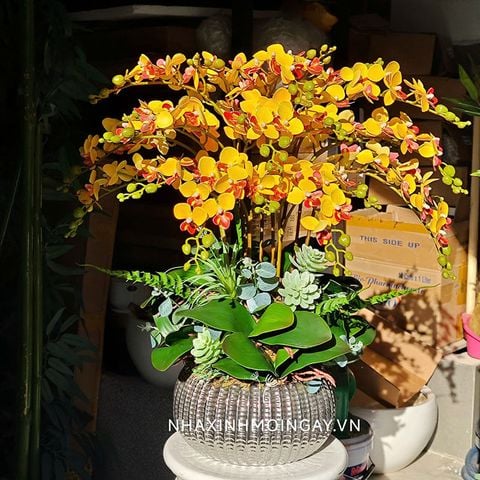 Chậu tiểu hồ điệp giả trang trí