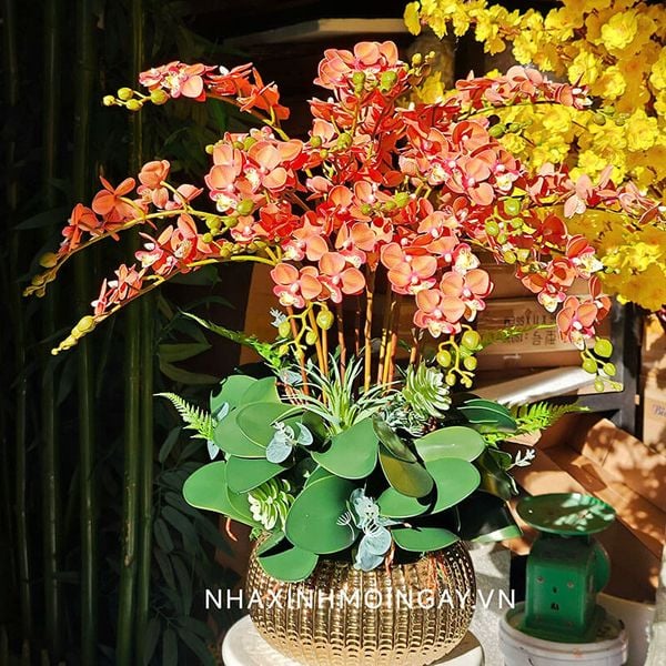 Chậu lan tiểu hồ điệp trái bí