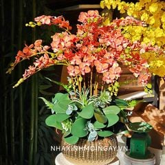 Chậu lan tiểu hồ điệp trái bí