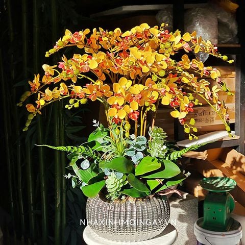 Chậu lan tiểu hồ điệp trái bí