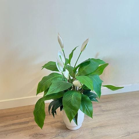 Chậu cây lan ý giả trang trí đẹp giống thật