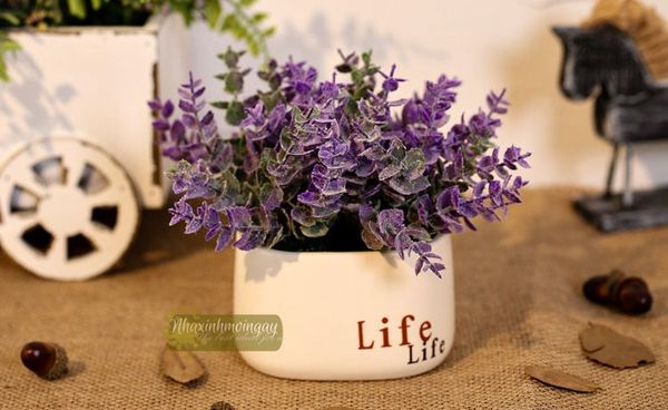 Chậu life lá tai chuột