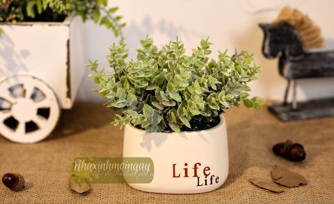 Chậu life lá tai chuột