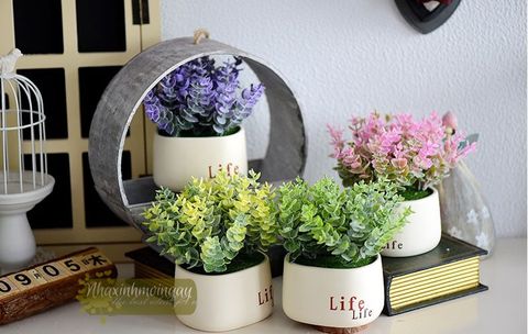 chau-life-la-tai-chuot