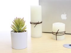 Chậu hoa sen đá để bàn trang trí