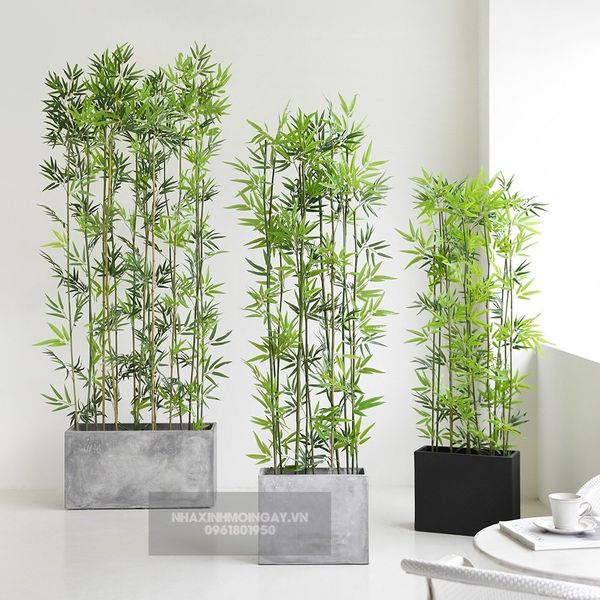 Chậu trúc giả trang trí