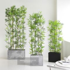 Chậu trúc giả trang trí