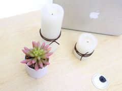 Chậu hoa sen đá để bàn trang trí