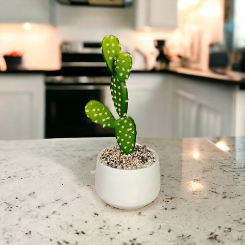 Chậu xương rồng tai thỏ để bàn