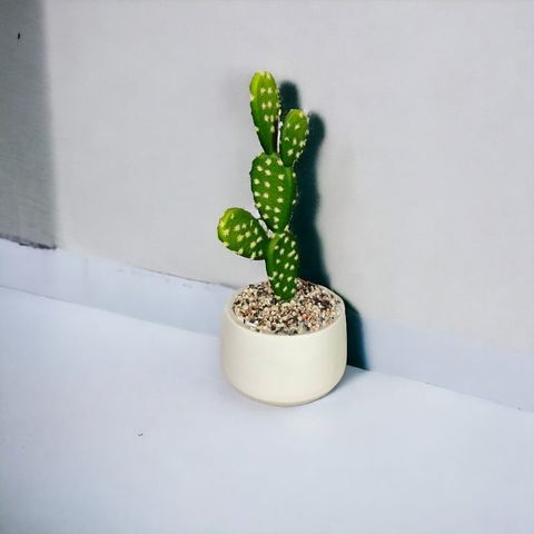 Chậu xương rồng tai thỏ để bàn