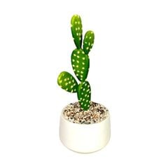 Chậu xương rồng tai thỏ để bàn