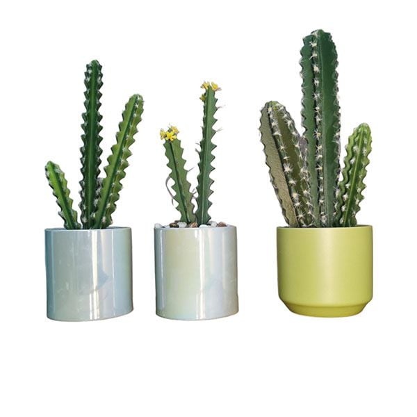 Chậu xương rồng thân trụ để bàn trang trí