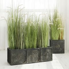 Cỏ lau đuôi chồn giả trang trí