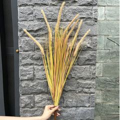 Cỏ lau đuôi chồn giả trang trí