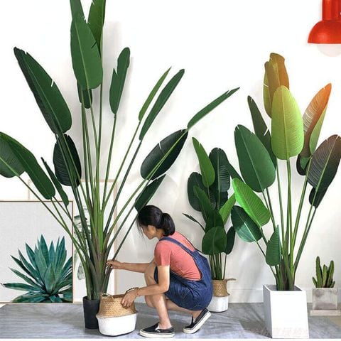 Cây chuối cảnh giả