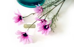 Hoa cúc daisy nhỏ