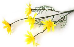 Hoa cúc daisy nhỏ