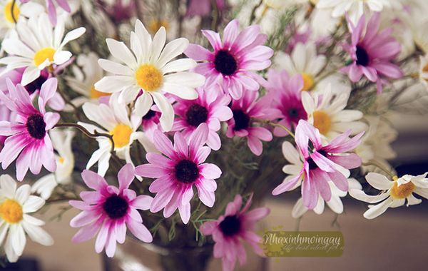 Hoa cúc daisy nhỏ