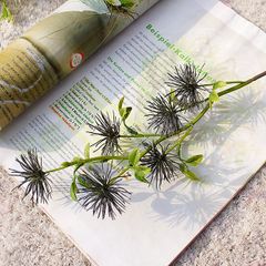 Hoa gai biển giả trang trí