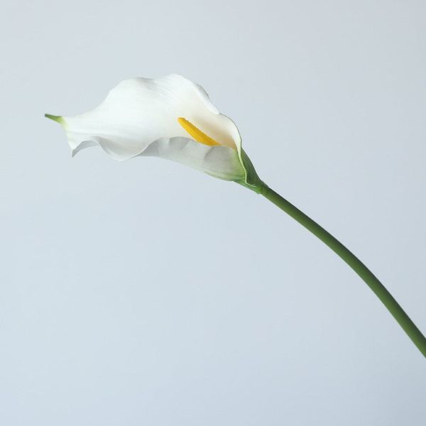 Hoa loa kèn Arum giả trang trí