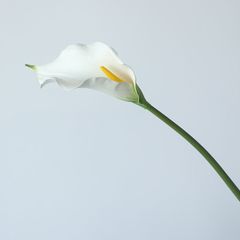 Hoa loa kèn Arum giả trang trí