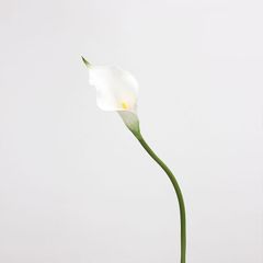 Hoa loa kèn Arum giả trang trí