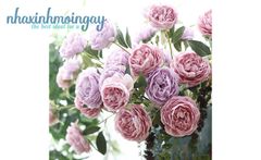 Hoa mẫu đơn vải 3 bông cao cấp