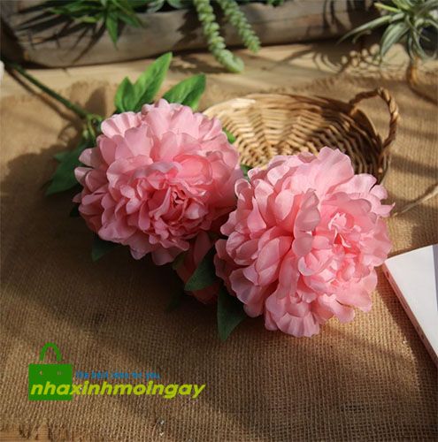 Hoa mẫu đơn vương vải cành lớn