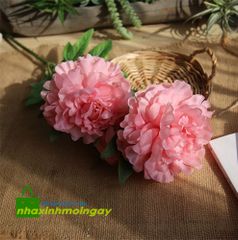 Hoa mẫu đơn vương vải cành lớn